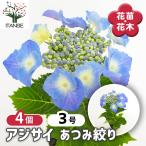 アジサイ あつみ絞り 花木苗 3号/お買い得4個セット あじさい苗 あじさい アジサイ苗 アジサイの苗 紫陽花
