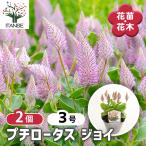 プチロータス ジョイ 花苗 3号/お買い得2個セット オージープランツ お花…