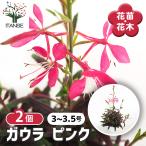 ガウラピンク花苗3〜3.5号/お買...