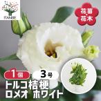 トルコ桔梗ロメオホワイト花苗3号/...