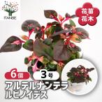 アルテルナンテラルビノイデス花苗3...