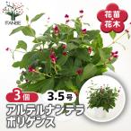 アルテルナンテラポリゲンス花苗3号...