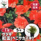 サツキ 紅盃(ベニサカズキ) 花木苗 5号/1個売り 耐寒性半常緑低木 花苗 花の苗 花木の苗 苗 低木 切り花 玄関 庭 生垣 鉢植え ベランダ
