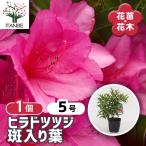 ヒラドツツジ 斑入り葉 花木苗 5号/1個売り 耐寒性半常緑低木 花苗 花の苗 花木の苗 苗 低木 切り花 玄関 庭 生垣 鉢植え ベランダ