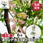 ネグンドカエデ フラミンゴ 花木苗 6号/1個売り ネグンドカエデ フラミンゴ セイヨウカエデ 西洋カエデ トネリコバノカエデ 苗 苗木 フラワー