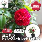 ミニ薔薇 トゥルーブルーム レッドキャプテン 花木苗 3.5号/お買い得4個セット バラ苗 バラの苗 薔薇苗 薔薇の苗 花苗 ローズガーデン rose
