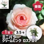 ミニ薔薇 クリームピンク ロスアロマ 花木苗 3.5号/1個売り バラ苗 バラの苗 薔薇苗 薔薇の苗 花苗 花の苗 ローズガーデン rose