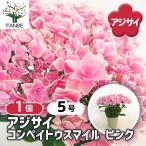 ショッピングアジサイ アジサイ コンペイトウスマイル ピンク 花木苗 5号/1個売り あじさい苗 あじさい アジサイ苗 アジサイの苗 紫陽花