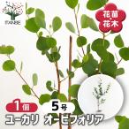 ユーカリ オービフォリア 花木苗 5号/1個売り ユーカリの苗 ユーカリの苗木 グニー グニユーカリ グニーユーカリ 庭木