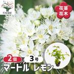 レモンマートル 花木苗 3号/お買い得2個セット オーストラリア 亜熱帯性 常緑低木 シトラール 清涼感 アボリジニ 料理 抗菌作用 薬草