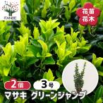 マサキ グリーンジャンプ 主木 花木苗 3号/お買い得2個セット 寄植え 地植え 鉢植え 庭植え 庭作り 玄関 緑化 グリーンカバー 天然 自然 植物