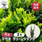 マサキ グリーンジャンプ 主木 花木苗 3号/お買い得4個セット 寄植え 地植え 鉢植え 庭植え 庭作り 玄関 緑化 グリーンカバー 天然 自然 植物