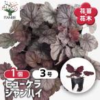 ヒューケラ シャンハイ 花苗 3号/1個売り ひゅーけら お花 宿根草 多年草 園芸品種 寄せ植え カラーリーフ