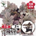 ヒューケレラプラムカスケード花苗3...