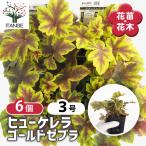ヒューケレラゴールドゼブラ花苗3号...