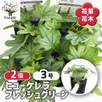 ヒューケレラフレッシュグリーン花苗...