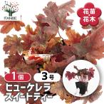 ヒューケレラスイートティー花苗3号...