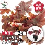 ヒューケレラ スイートティー 花苗 3号/お買い得6個セット ツボサンゴ 壷珊瑚 コーラルベル カラーリーフプランツ コンパクト サンギネア