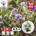 紫宝華 花苗 4.5号/1個売り リララム ナシニアチウム ソラナム シホウ…