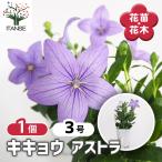 桔梗の苗アストラ花苗3号/1個売り...