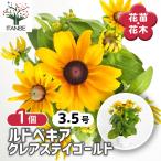 ルドベキア クレアステイゴールド 花苗 3.5号/1個売り 松笠菊 マツカサ…