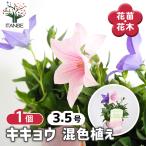 桔梗の苗混色植え花苗3.5号/1個...