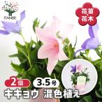 桔梗の苗混色植え花苗3.5号/お買...