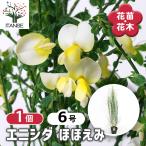 エニシダ ほほえみ 花木苗 6号/1個売り 花木の苗 花苗 花の苗 花 苗 Cytisus scoparius 金雀児 金雀枝 コモンブルーム