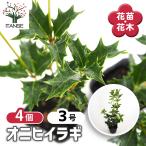 オニヒイラギ 花木苗 3号/お買い得4個セット 鬼柊 魔よけの木 常緑 洋風 モクセイ 生垣 クリーム色 ライムグリーン 鬼の目突き オニノメツキ