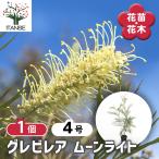 グレビレア ムーンライト 花木苗 4号/1個売り グレビレアの苗木 ロブスタ ハゴロモノキ シノブノキ シルキーオーク 常緑高木 花木