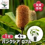 バンクシア ロブル 花木苗 4号/1個売り 花苗 花の苗 ガーデニング 鑑賞 栽培 庭園 菜園