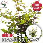ロフォミルタス ブラータ 花木苗 5号/1個売り 庭園 お庭 低木 常緑樹 カラーリーフ 観葉植物 リビング オフィス 事務所 インテリア