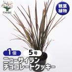 ニューサイラン(入才蘭) チョコレートクッキー 花木苗 5号/1個売り ニューサイラン 入才蘭 オーナメンタルプランツ 多年草 園芸品種 カラーリーフ