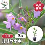 ルリヤナギ 花木苗 3号/1個売り ソラナム ソラヌム グラウコフィルム リュウキュウヤナギ 耐寒性 低木 ブラジル ルリ色 シンボルツリー 記念樹