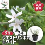 ウエストリンギア ホワイト 花木苗 3号/お買い得3個セット オーストラリアンローズマリー ミントブッシュ 灌木 かんぼく 丈夫 低木 常緑低木