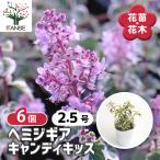 ヘミジギア キャンディキッス 花苗 2.5号/お買い得6個セット お花の苗 …