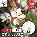 ガウラバリエガータ花苗3号/1個売...