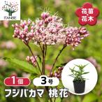 フジバカマ 桃花 花苗 3号/1個売り 香草 こうそう 蘭草 らんそう 藤袴…