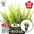 エリカバレリーグリフィス花木苗4号...