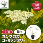 サンブカス ゴールデンタワー 花木苗 5号/1個売り シンボルツリー 記念樹 花木 苗 苗木 花の苗 庭植え 地植え 鉢植え ベランダ ガーデニング