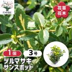 ツルマサキ サンスポット 花木苗 3号/1個売り シンボルツリー 記念樹 花木 苗 苗木 花の苗 庭植え 地植え 鉢植え ベランダ ガーデニング 花壇