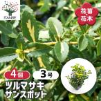 ツルマサキ サンスポット 花木苗 3号/お買い得4個セット シンボルツリー 記念樹 花木 苗 苗木 花の苗 庭植え 地植え 鉢植え ベランダ