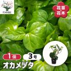 オカメヅタ 花木苗 3号/1個売り ヘデラ・カナリエンシス つる性 常緑 低…