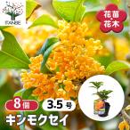 キンモクセイ 花木苗 3.5号/お買い得8個セット 花木 花の木 花苗 花の苗 庭園樹木 常緑 記念樹 生垣 庭木 街路樹 シンボルツリー 香り 癒し