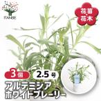 アルテミシアホワイトプレーリー花苗...