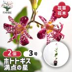 ホトトギス 満点の星 花苗 3号/お買い得2個セット 杜鵑草 油点草 ユテン…