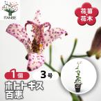 ホトトギス 百恵 花苗 3号/1個売り 杜鵑草 油点草 ユテンソウ 山野草 …