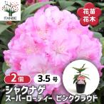 シャクナゲ スーパーローディーピンククラウド 花木苗 3.5号/お買い得2個セット ロードデンドロン Rhododendron 園芸品種 ガーデニング