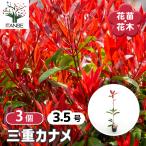 三重カナメ 花木苗 3.5号/お買い得3個セット 三重 ミエ カナメ ベニカナメ 紅カナメ 洋種ベニカナメ 鮮やか コンパクト 紅色 新芽 送料無料