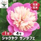 シャクヤク サンタフェ 花木苗 4号/1個売り 芍薬 シンボルツリー 記念樹 苗 苗木 庭植え ガーデニング 花壇 庭園